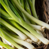 Close-up of Heirloom Organic Tokyo Long White Onions on a woven surface