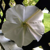 Heirloom Organic MoonFlower Vine on a wooden surface with a lattice background