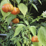 Organic Mad Hatter Pepper  growing on a plant with green leaves