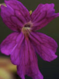 Pinguicula laueana x emarginata flower