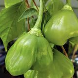Organic Mad Hatter Pepper  growing on a plant with a blurred background
