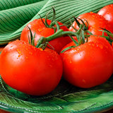 Organic Early Girl Tomatos on a green plate with a green napkin in the background