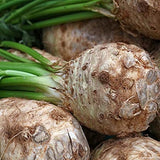 Close-up of Heirloom Organic Giant Prague Celeriac with green tops
