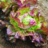 Heirloom Organic Sangria Lettuce on a sandy surface