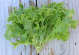 Heirloom Organic Royal Oakleaf Lettuce 