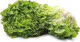 Heirloom Organic Royal Oakleaf Lettuce 