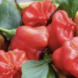 Close-up of Organic Mad Hatter Pepper  with green leaves on a blurred background