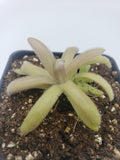 Small Pinguicula agnata x gypsicola  plant with fuzzy leaves in a pot on a white background