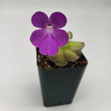 Small potted Pinguicula hemiepiphytica x cyclosecta plant with a purple flower on a plain background