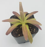 Small potted Pinguicula agnata 'El Lobo' x moctezumae plant with pinkish leaves on a white background