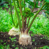 Heirloom Organic Giant Prague Celeriac growing in a garden with green leaves and brown soil.