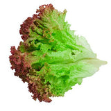 Heirloom Organic Sangria Lettuce with red edges on a white background