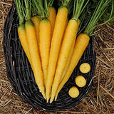 Heirloom Organic Solar yellow Carrots with green tops in a black wicker basket on straw background