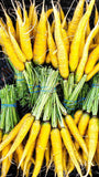 Bundles of Heirloom Organic Solar yellow Carrots with green tops tied together.