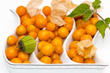 Physalis fruit with green stems and leaves on a white background
