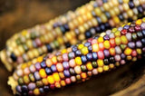 Colorful Heirloom Organic Native American Mandan Bride Corn on a wooden surface