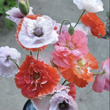 Heirloom Mix Shirley Poppy in a blue vase on a concrete surface