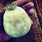 Close-up of a Heirloom Organic Giganthemum poppy aka Papaver Somniferum, Giant Opium Poppy held by a hand on a wooden surface