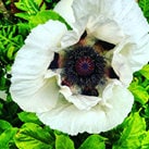 Heirloom Organic Giganthemum poppy aka Papaver Somniferum, Giant Opium Poppy