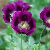 Close-up of Heirloom Lauren's Grape Poppy Seeds Aka Papaver somniferum, Laurens Poppy, Purple Opium Poppies with a bee on a blurred green background
