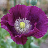 Close-up of Heirloom Lauren's Grape Poppy Seeds Aka Papaver somniferum, Laurens Poppy, Purple Opium Poppy flower with a blurred green background