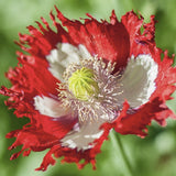 Close-up of aHeirloom Organic Danish Flag Poppwith a blurred green background