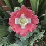 Heirloom Organic Hens and Chicks Poppy Seeds  Aka Hen and chick papaver somniferum, Bread seed opium poppies with green center surrounded by green leaves