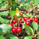 Close-up of red cherries on a tree branch with green leaves.