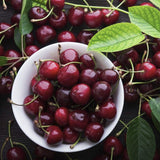 Organic Bing Cherry Tree in a white bowl on a wooden surface with scattered cherries and leaves.