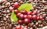 Red coffee Organic Coffee Bean Tree Seeds  Arabica with green leaves on a bed of roasted coffee beans