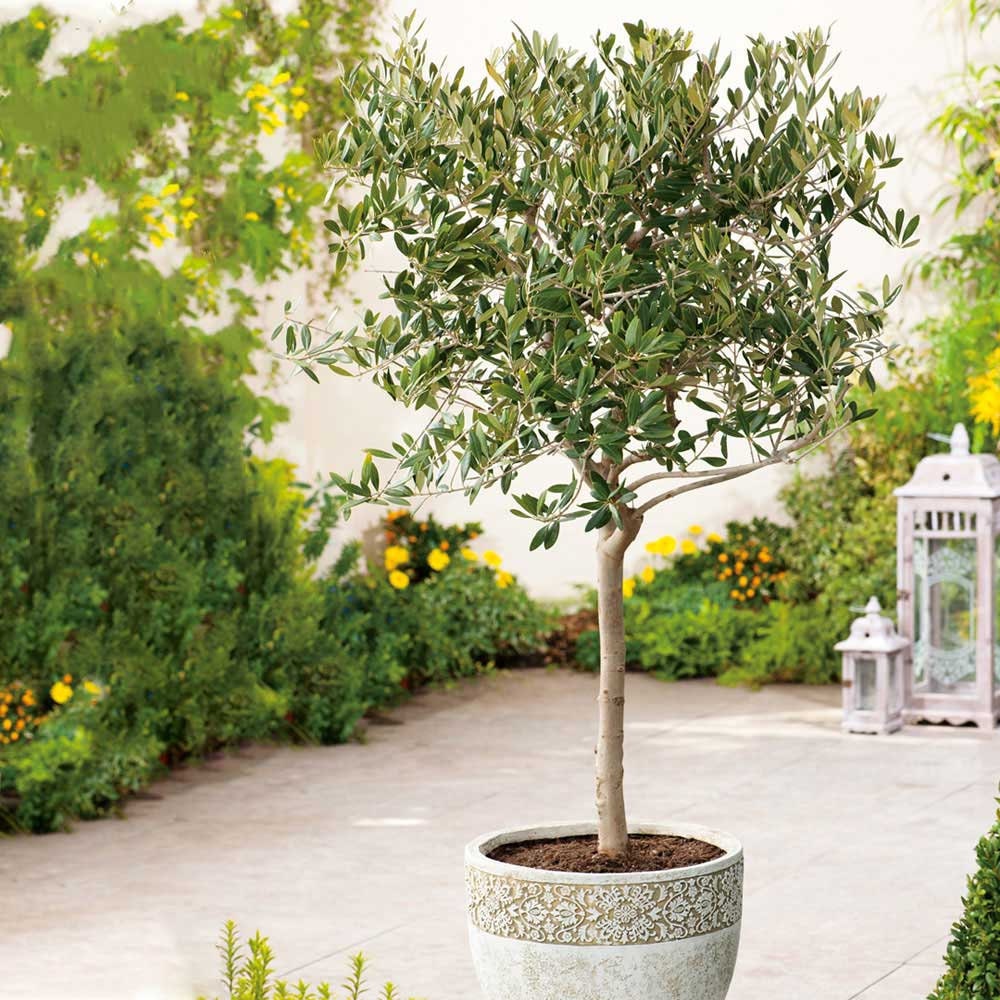 Heirloom Organic Olive Tree Seeds Great as indoor office plant or beau