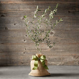Heirloom Organic Olive Tree in a burlap bag with a green bow against a wooden background