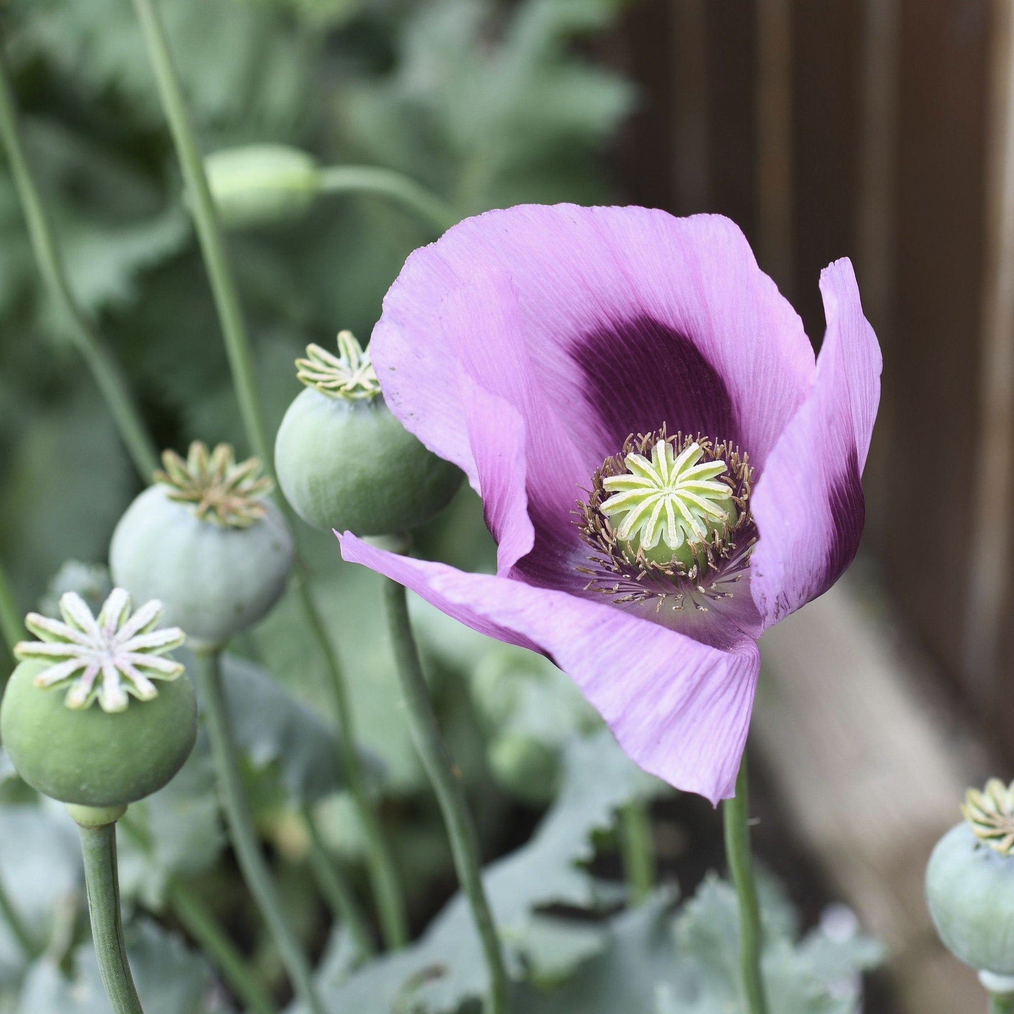 poppy plants seeds Hungarian Blue Breadseed poppy Seeds Aka Papaver somniferum L. , bulk poppy Seeds , Antique Poppies, Heirloom and Organic