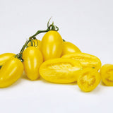 Rare Heirloom Organic Cream Sausage Tomato on a white background