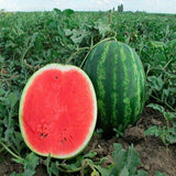 Heirloom Organic Ukraine Astrakhan Watermelon cut in half on a vine with a whole watermelon in the background