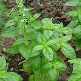 Heirloom Lime Basil Plant growing in a garden setting