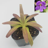 Potted Pinguicula agnata 'El Lobo' x moctezumae plant with pinkish leaves and a small inset of a purple flower on a white background