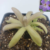 Carnivorous Pinguicula agnata x gypsicola plant with a close-up inset of a purple flower on a white background