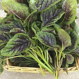 Basket of fresh green and purple leafy vegetables on a stone surface Heirloom Organic Red Stripe Amaranth Herb Seeds Aka Chinese Spinach - Callaloo - Amaranthus viridus - Edible Amaranth