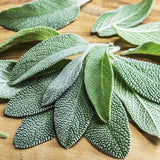 Fresh Heirloom Organic Sage  Aka Salvia Officinalis Medicinal Herbs, Garden Sage, Smudging, Green Sage, Common Sage on a wooden cutting board