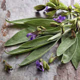 Heirloom Organic Sage  Aka Salvia Officinalis Medicinal Herbs, Garden Sage, Smudging, Green Sage, Common Sage, Smudge sticks and purple flowers on a textured stone surface