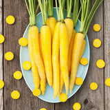 Heirloom Organic Solar yellow Carrots on a blue plate with scattered carrots on a wooden surface