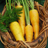 Heirloom Organic Solar yellow Carrots with green tops in a wicker basket