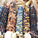 Heirloom Organic Native American Mandan Bride Corn in a basket