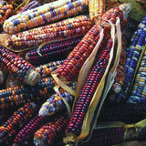 Heirloom Organic Native American Mandan Bride Corn with a variety of hues including red, blue, and yellow.