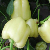 Heirloom Organic White Bell Peppers with green stems and leaves on a dark background