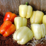 Heirloom Organic White Bell Peppers on a woven surface