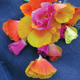 Heirloom Organic Mission Bells Poppy on a blue background