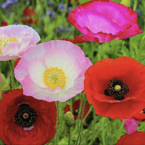 organic poppy seeds for planting Heirloom Organic Mission Bells Poppy Seeds