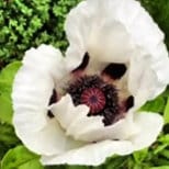 Close-up Heirloom Organic Giganthemum poppy aka Papaver Somniferum, Giant Opium Poppy